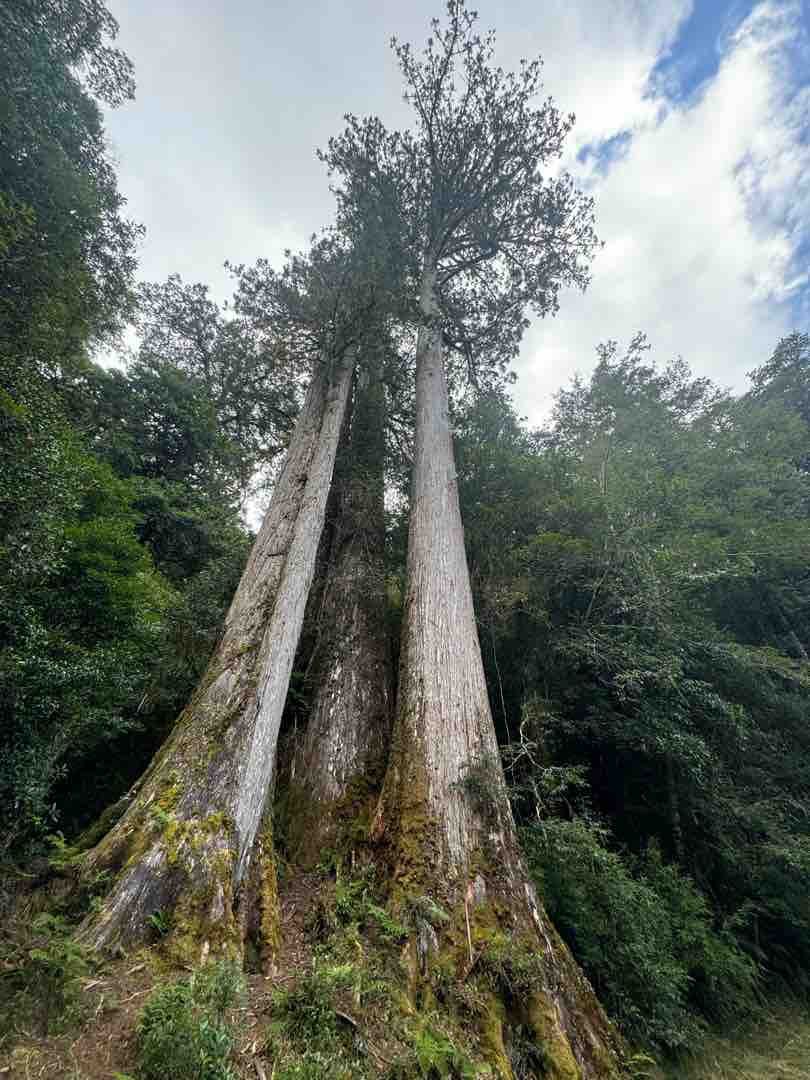棲蘭林道景觀原始壯麗，是跑者鍛鍊耐力與征服地形的絕佳練兵場。圖／Eddie Lin