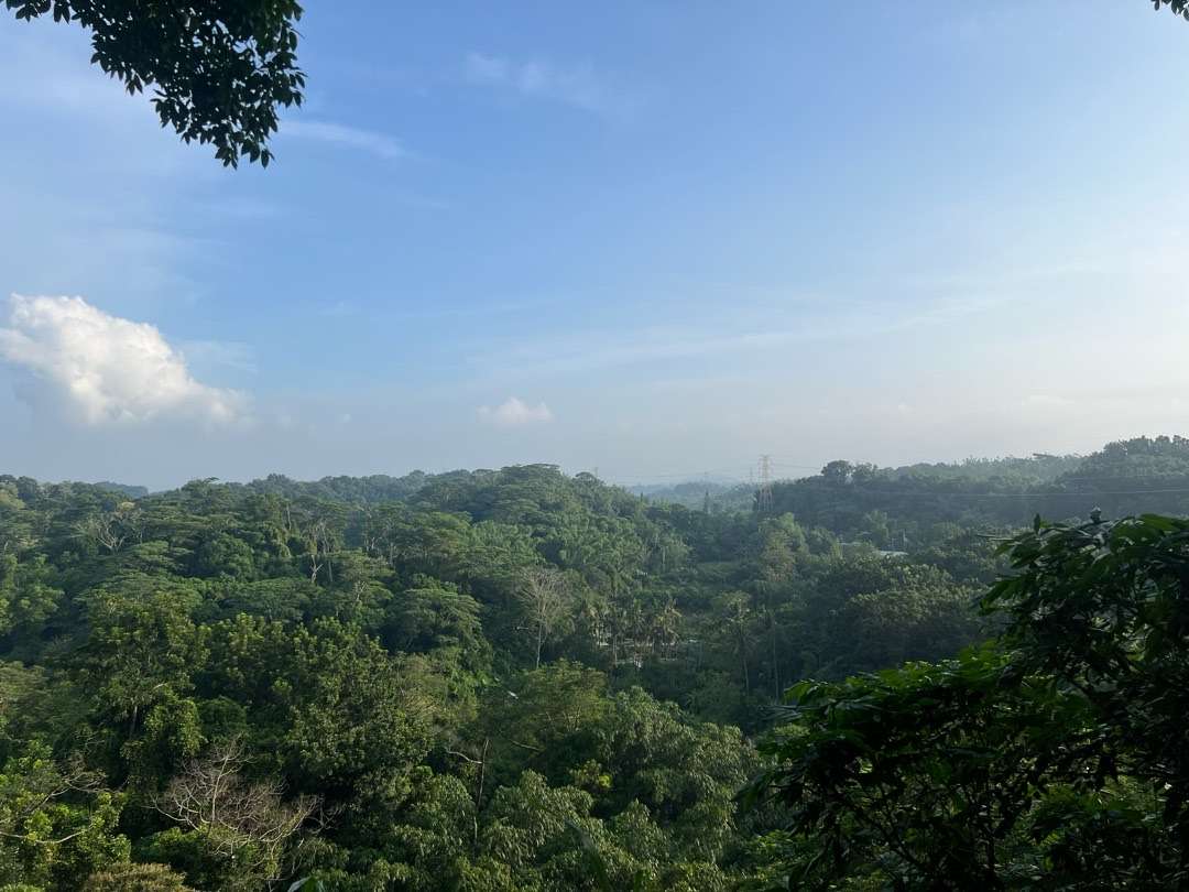 新化林場後山步道林相層次豐富，以密集樹冠與林蔭土徑為主。
