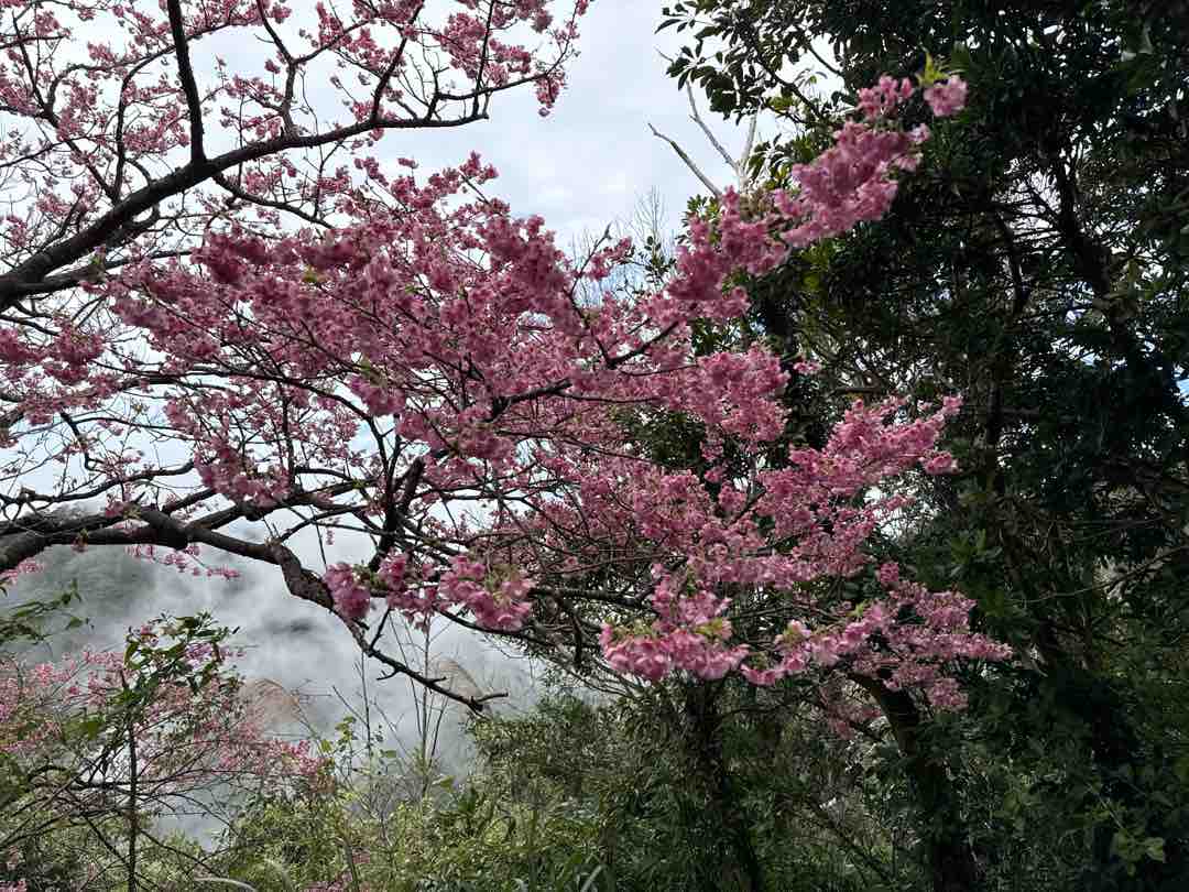 春季櫻花盛開。