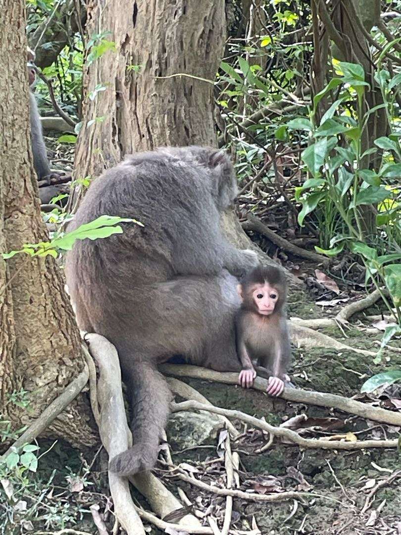 柴山有不少獼猴，大家經過是要小心食物。
