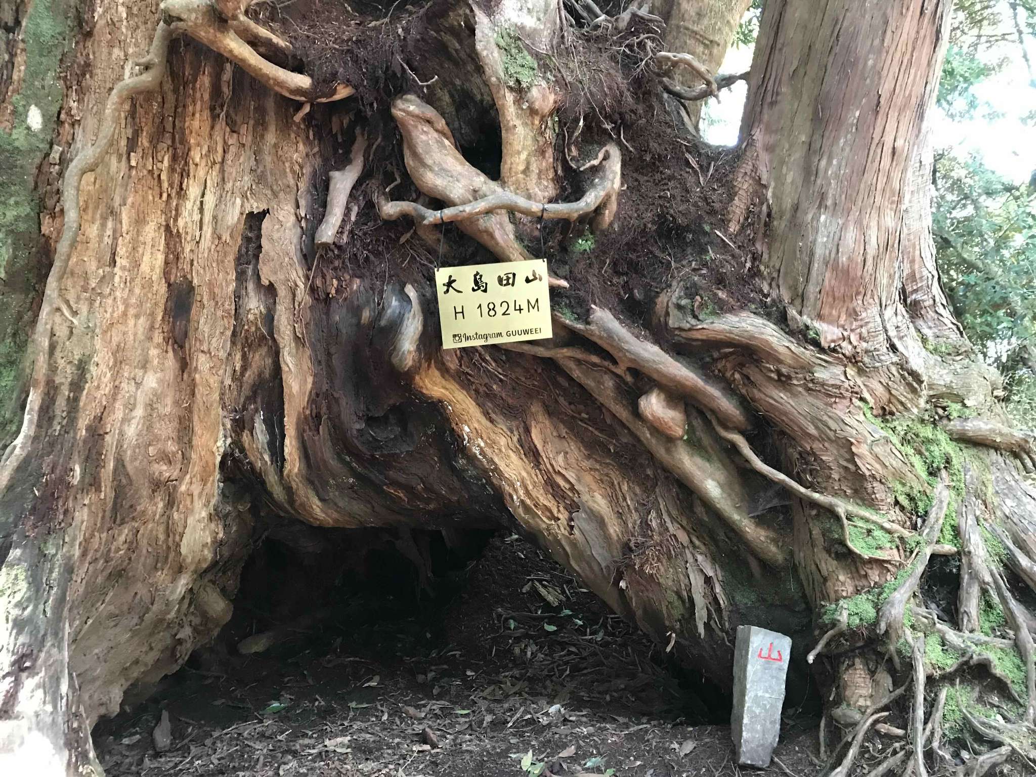 大島田山無展望