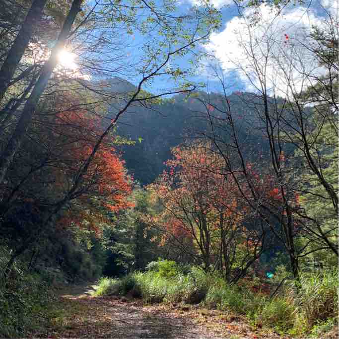 雪山西稜｜西勢雪山230林道楓葉美景