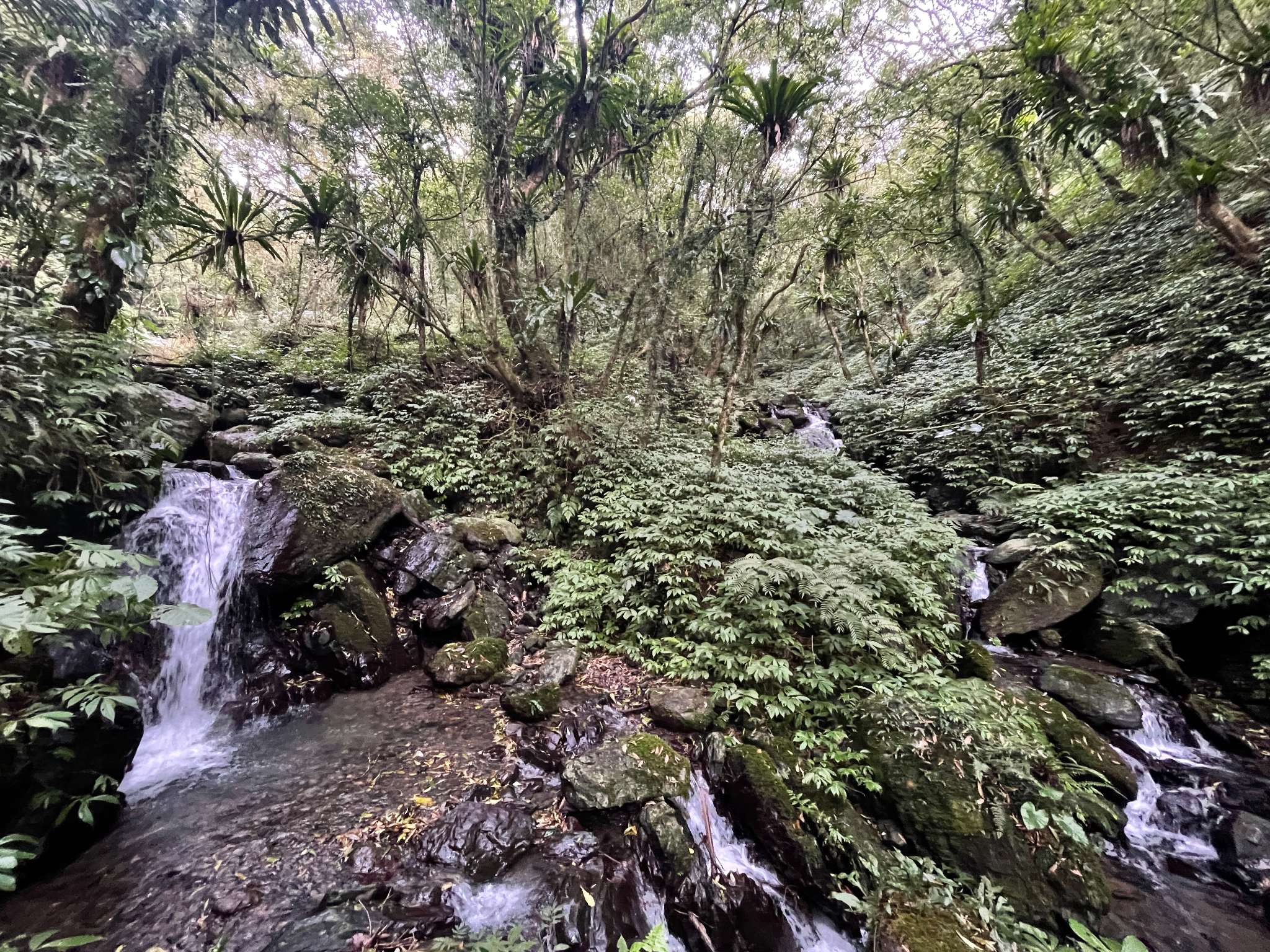 抹茶山步道沿路