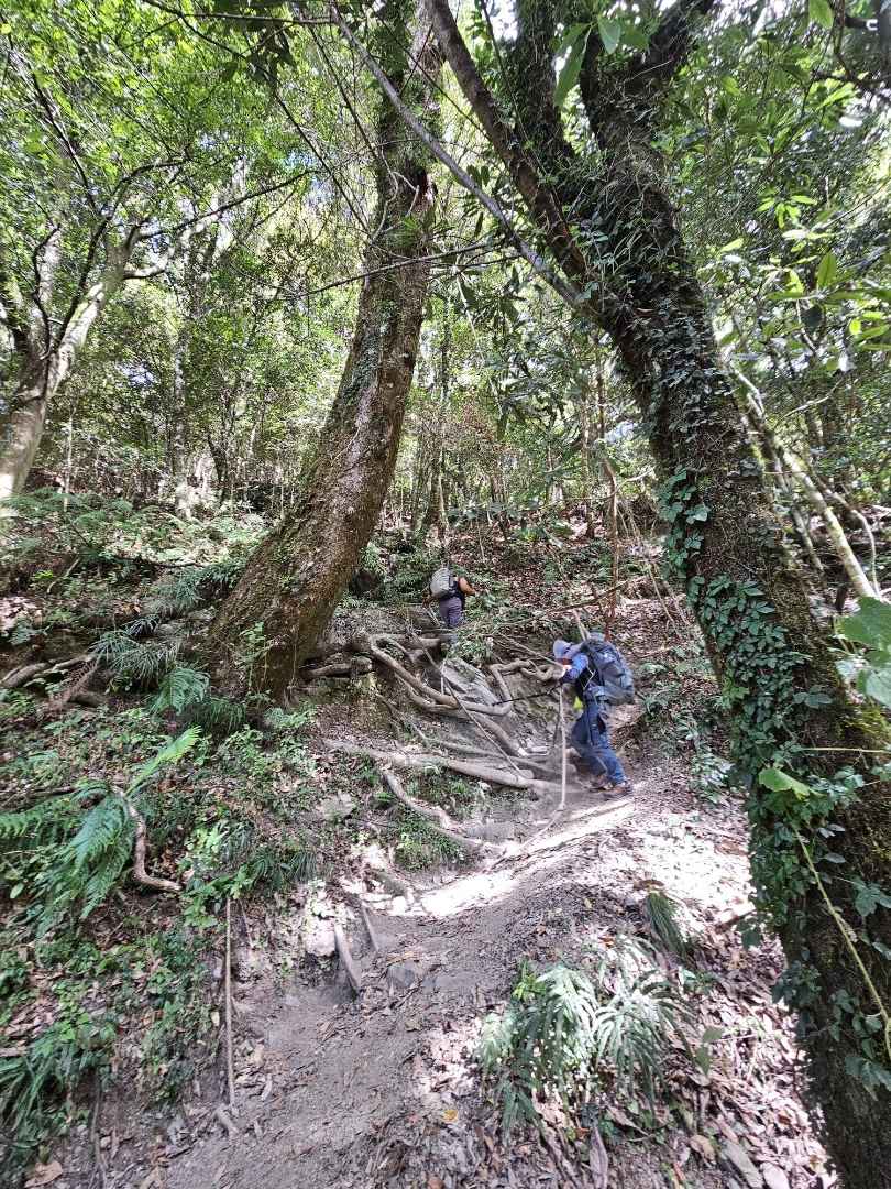 大鹿林道東線 17k 處有捷徑可走。