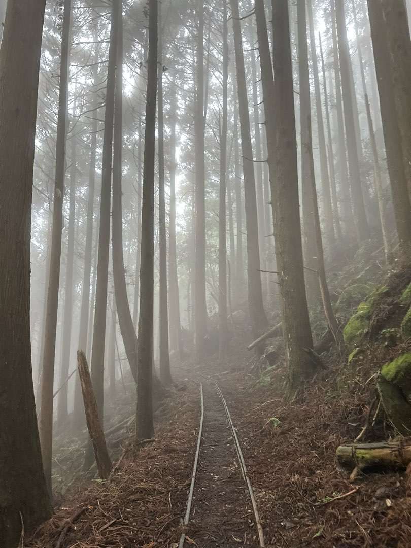 柳杉林與台車軌道。圖／Ellen Shen