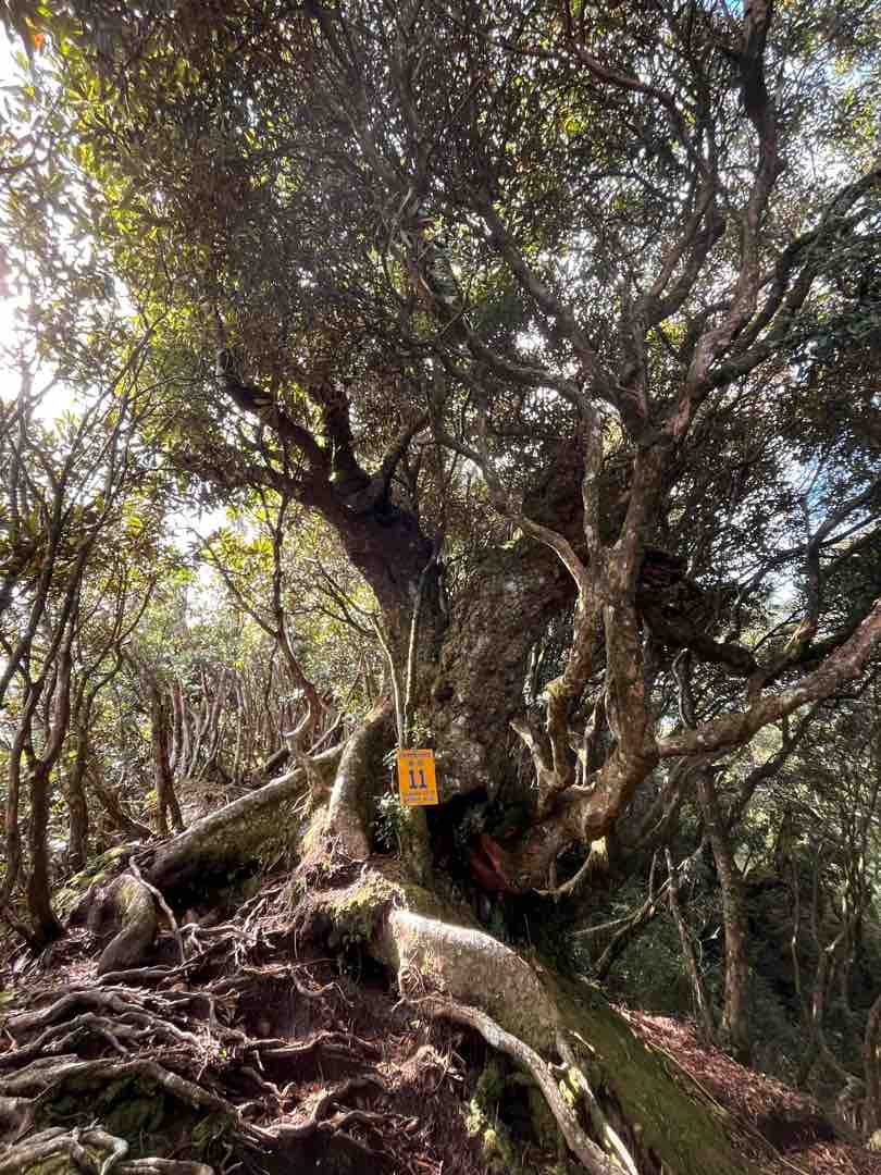 原始森林路段。圖／李姚篁