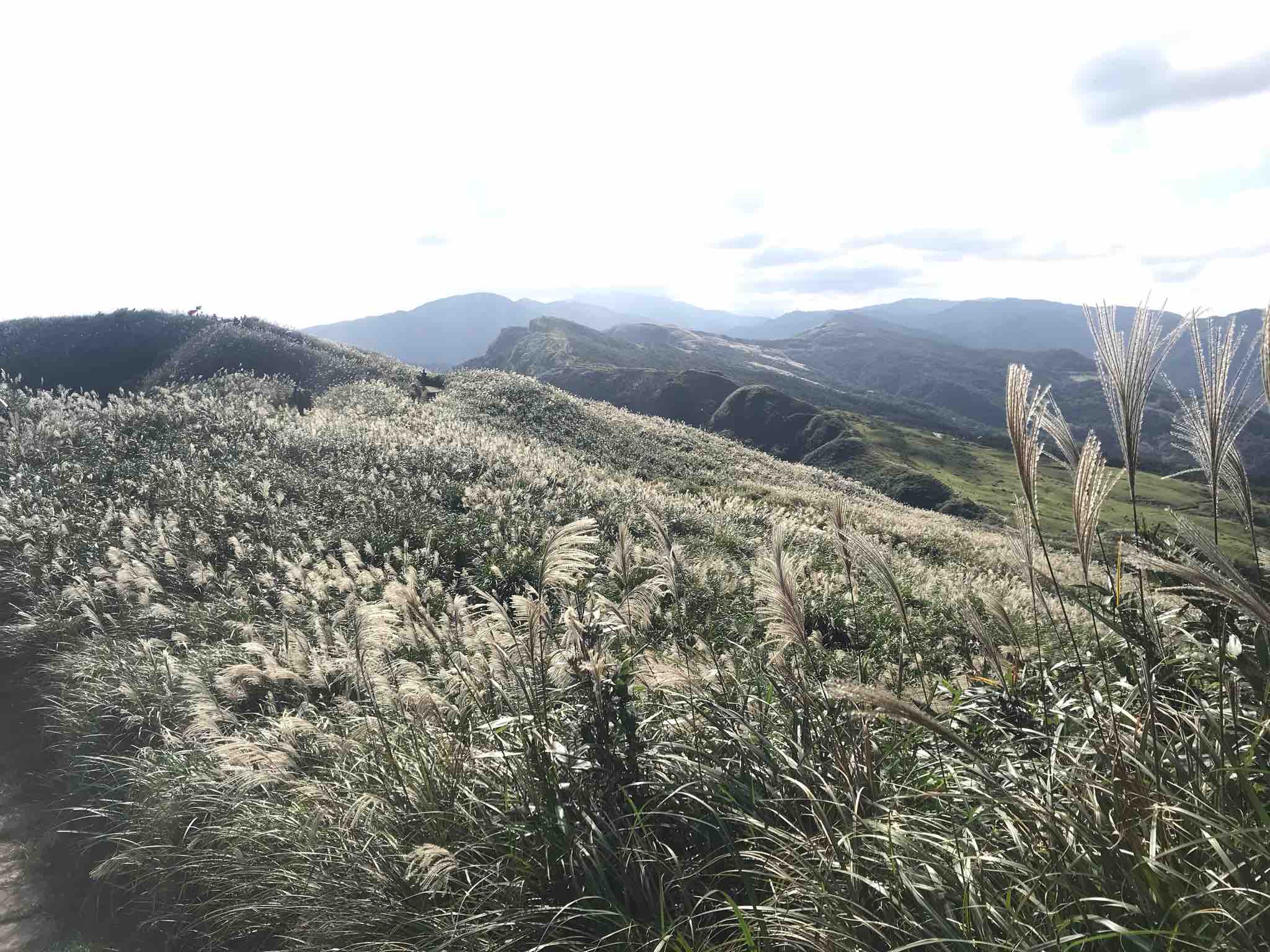 內寮線秋芒美景（圖/Chiayun）