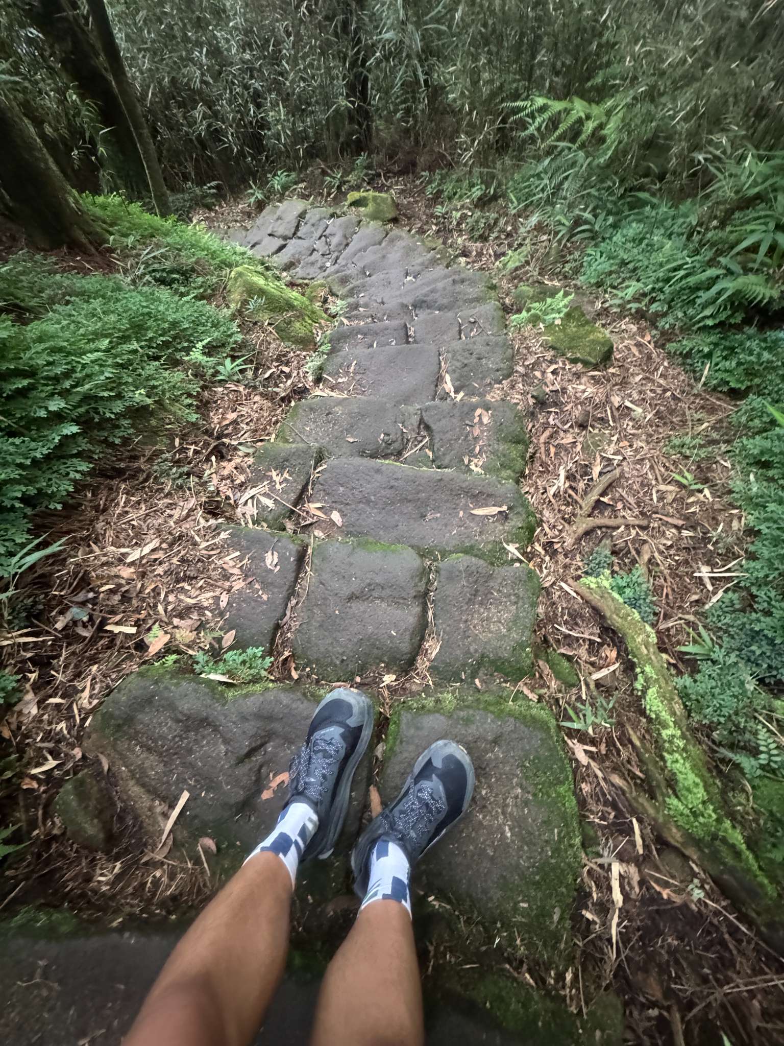 苗圃以林蔭山徑為主，某些路段會比較濕滑。