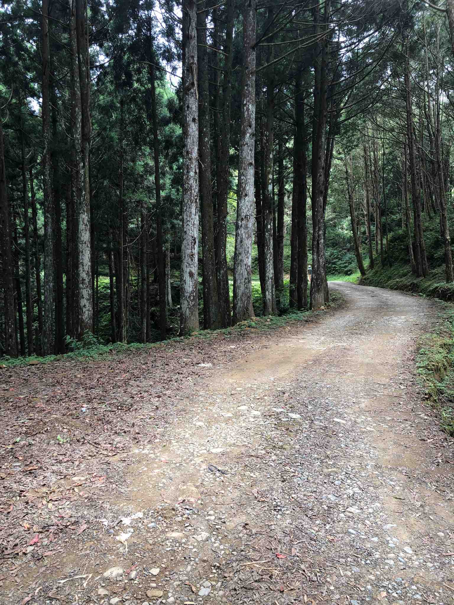 羅山林道 Hikingbook 陪你一起安全登山